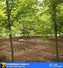 探寻徐州同创园林绿化日本红枫基地 红枫胜景的艺术与产业