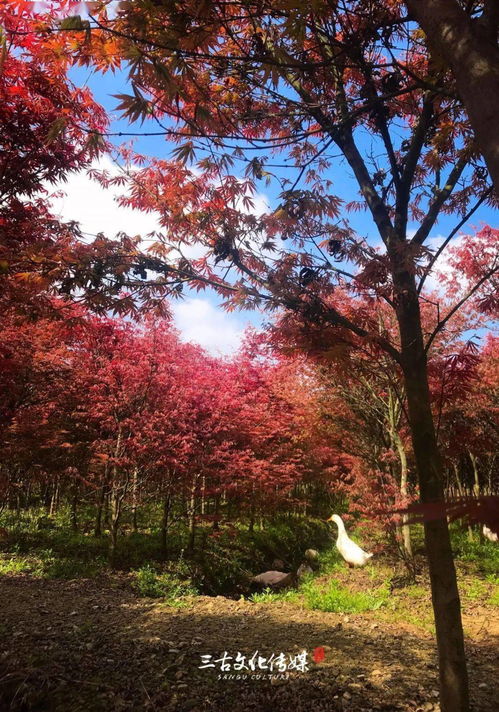 隆昌300亩红枫秘境 层林尽染，何必远赴东瀛