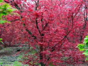 巴南五洲园 漫山红枫染金秋，一日尽览园林奇观