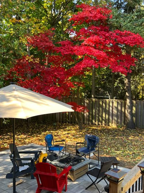 庭院里的诗意栖居——我的日本红枫情缘