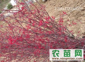 日本红枫种苗鉴赏 红舞妓与紫秀的品种特色及优质供应商推荐