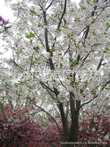 专供别墅庭院绿化精品苗木 日本红枫及其他名贵树种解析