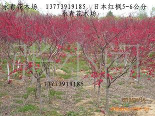 高品质日本红枫常年供应 5公分粗度大规格与经典‘红舞妓’品种详解