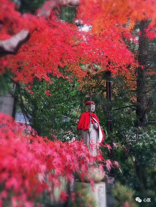 红枫与白雪的不期而遇 日本游学纪行（上）