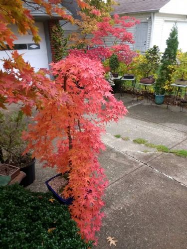 日本红枫“流泉” 流淌于庭院中的诗画