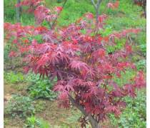 日本红枫 秋日庭院中的一抹绚烂诗画