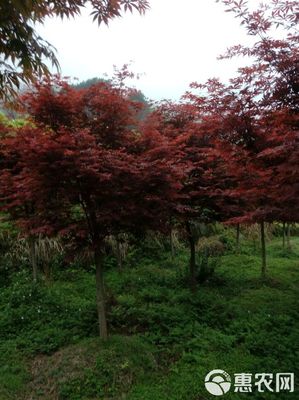 日本红枫市场概览 品质、价格与批发策略