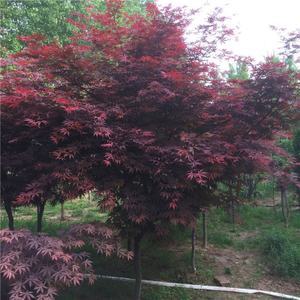 日本红枫 庭院绿化与盆景艺术的东方瑰宝