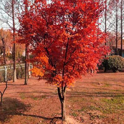 探寻中国红枫之乡 山东临沂郯城县的日本红枫红舞姬批发