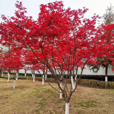 优质日本红枫苗木产品详情与价格解析