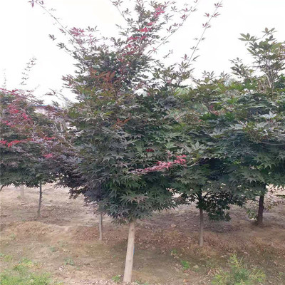 五棵松日本红枫 优质苗木，价格合理，高清细节尽览