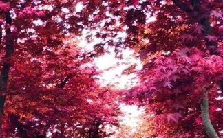 福州红映天 20万株杜鹃与日本红枫的春日交响曲