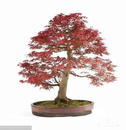 日本红枫盆栽养护秘决 打造庭院中的四季诗画