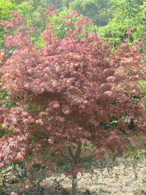 优价供应全国 江西绿化苗木日本红枫种苗，打造优质园林景观